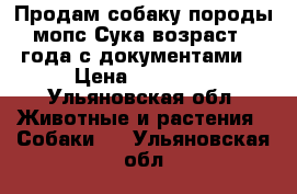 Продам собаку породы мопс Сука возраст 3 года с документами  › Цена ­ 12 000 - Ульяновская обл. Животные и растения » Собаки   . Ульяновская обл.